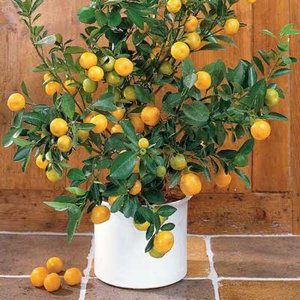 Dwarf Orange Citrus