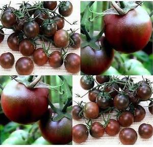 Black Cherry Tomato