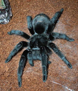 Grammostola pulchra