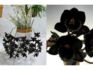 Fredclarkeara After Dark 'SVO Black Pearl' FCC/AOS