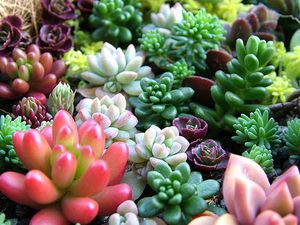 Succulents