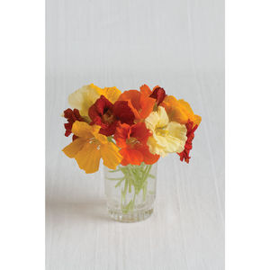 Jewel Mix Nasturtium Seed