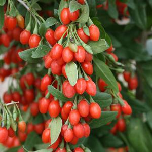 Goji berry plant