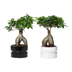 Растение FICUS MICROCARPA GINSENG