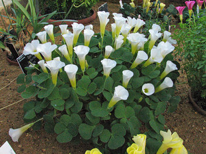 Oxalis Alba Оксалис