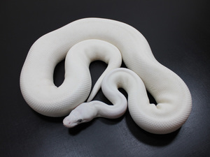 white Royal Python