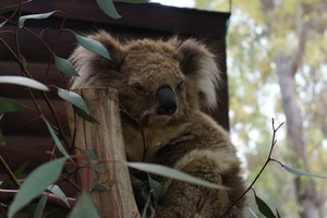 Gan Garoo petting park