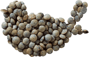 Puy green lentil