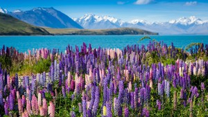 New Zealand