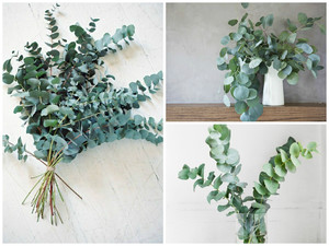 Eucalyptus