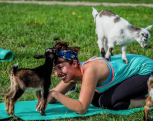 Goat yoga