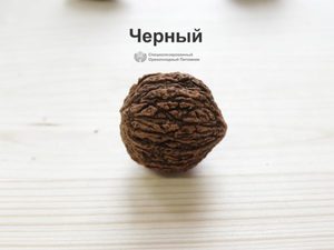 Саженцы черного ореха. Целебный, десертный - фото и описание, отзывы | Орехоплодный питомник