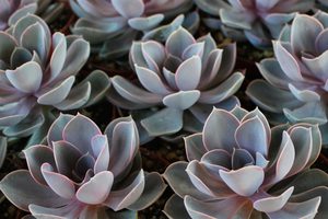 Echeveria Petra's Pearl