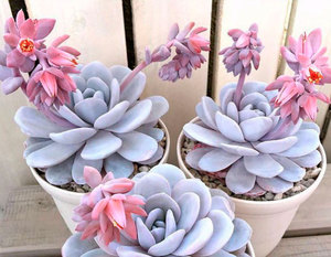 Echeveria Laui