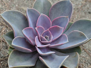 Echeveria Perl von Nürnberg