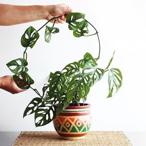 monstera obliqua (Монстера "косая")