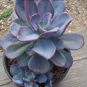 Pachyveria ‘Blue Tongue’