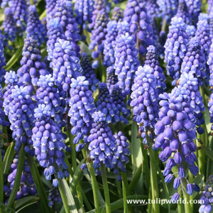 muscari bulbs