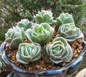 Echeveria "Lovely Rose"