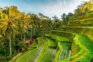 Ubud; Bali