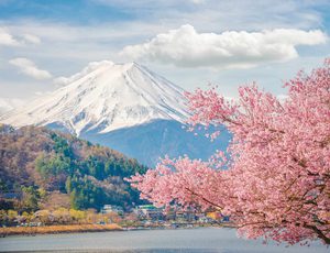 Japan Cherry Blossom