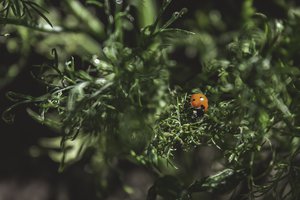 buy 1000 ladybugs & release them