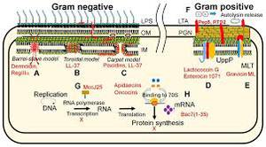 bremelanotide pt 141