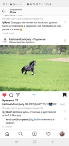 Лошадь