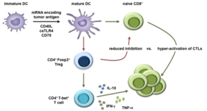 v domain ig suppressor of t cell activation vista