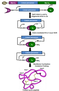 ova peptide