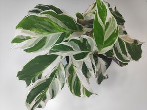 calathea white fusion