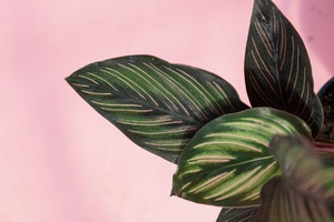 calathea beauty star