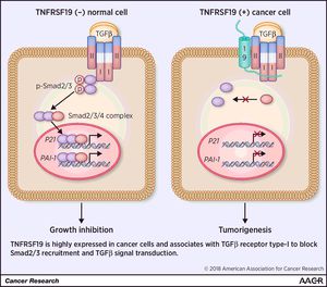 precision epitope mapping