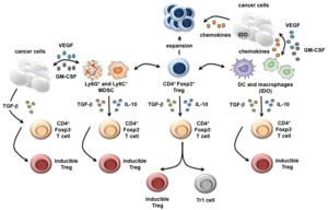 oligonucleotide primers