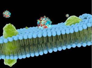 automated solid phase peptide synthesis