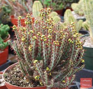 Молочай аэругиноса (Euphorbia aeruginosa)