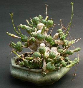 Молочай шаровидный (Euphorbia globosa)