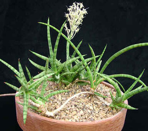 sansevieria ballyi