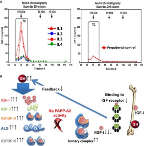 N terminal peptide