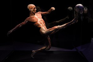 Body Worlds. Мир тела