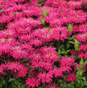 Monarda plants