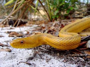 Yellow Rat Snake (Elaphe obsoleta quadrivittata)