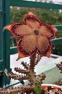 edithcolea grandis