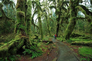 Hall of Mosses Trailhead