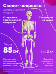 Анатомический гнущийся в позвоночнике скелет