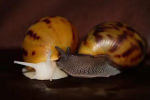 Ахатина Ахатина (tiger snail) пару: черную и альбино