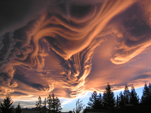 Увидеть Undulatus Asperatus