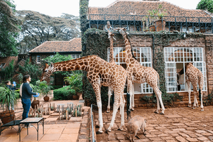 Пожить пару дней с детьми в отеле Giraffe Manor в Кении