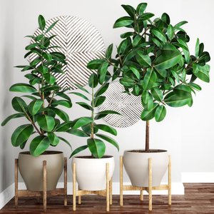 ficus elastica