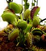 Dionaea muscipula